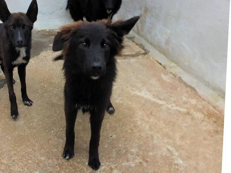 Adotta un cane, taglia media contenuta, maschio, Frosinone