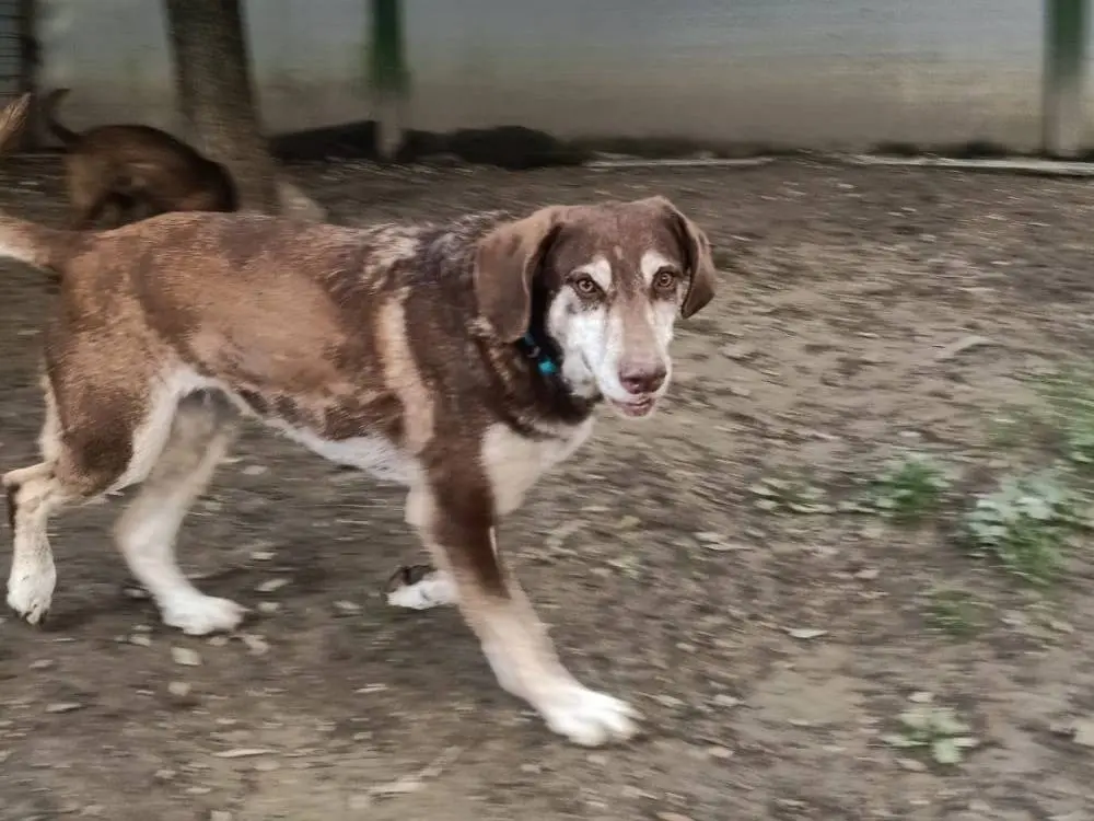 Adozione cane, femmina, Razza sconosciuta Razza sconosciuta, 5 anni e 1 mese, taglia media, Pisa