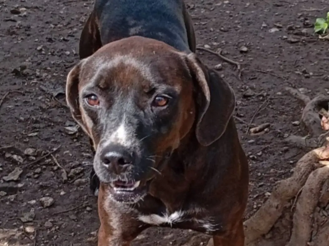 Adotta un cane, taglia media, femmina, Napoli