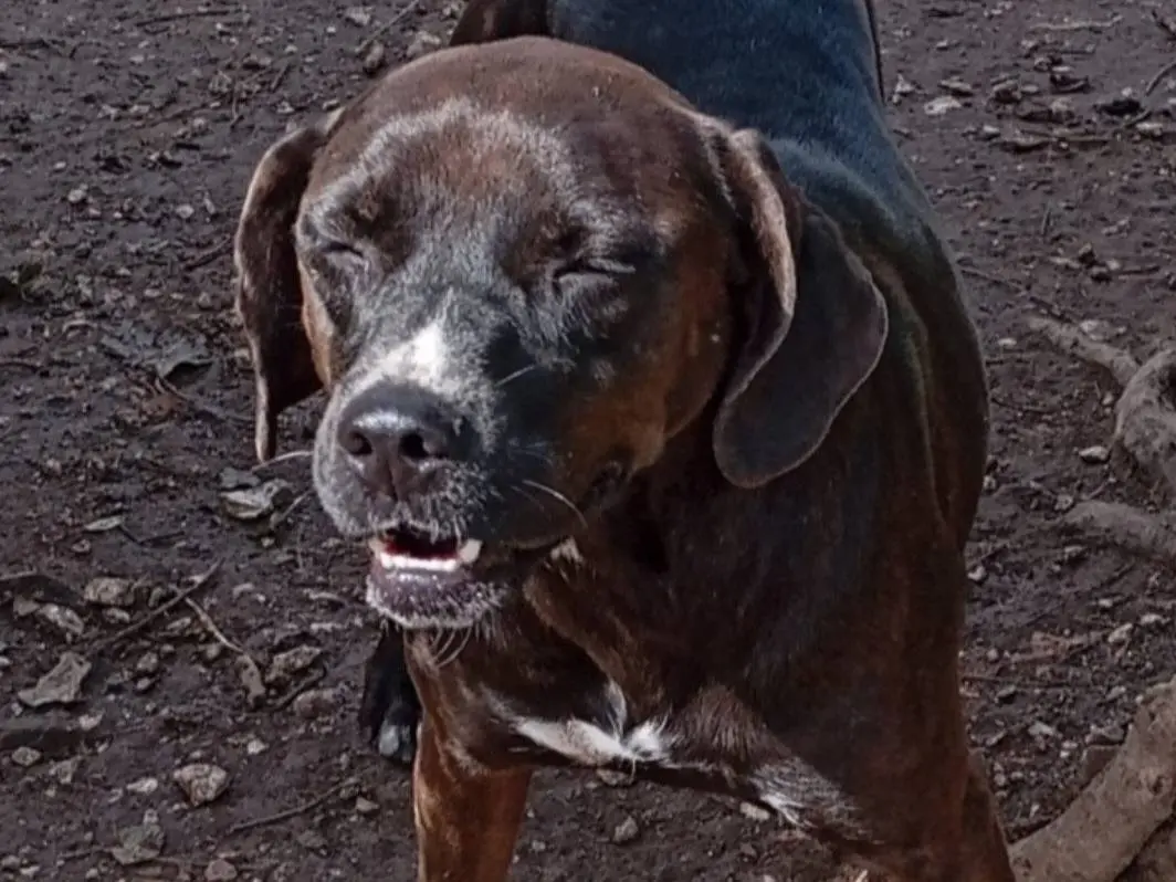 Adotta un cane, femmina, 4 anni e 9 mesi, Napoli