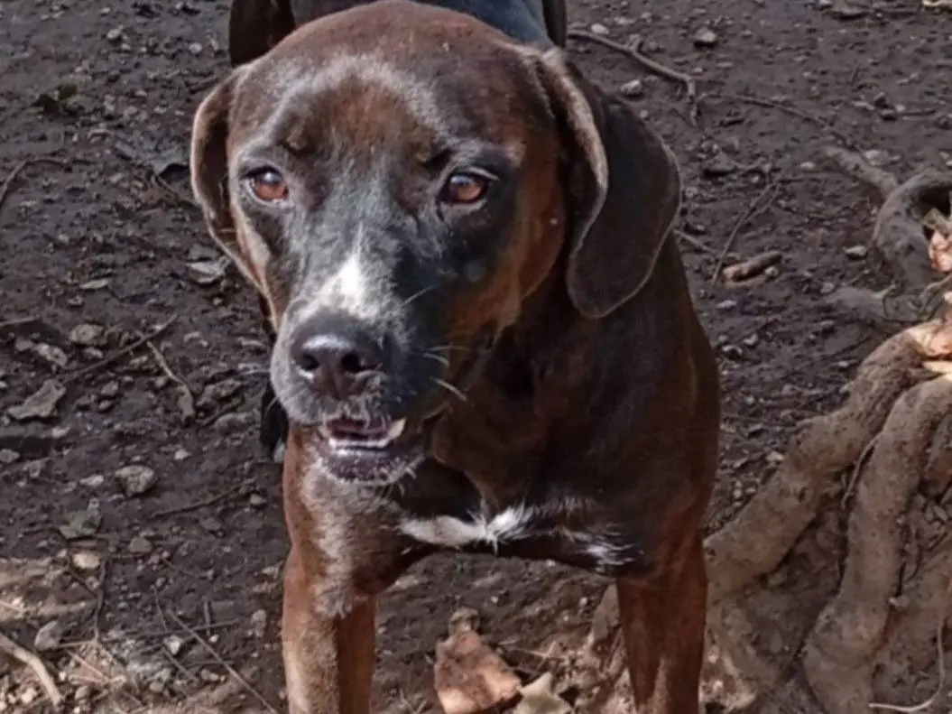 Adozione cane, femmina, Razza sconosciuta Razza sconosciuta, 4 anni e 9 mesi, taglia media, Napoli