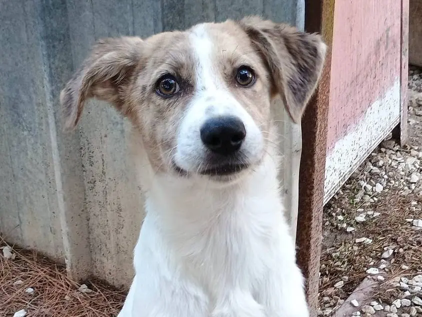 Adozione cane, femmina, Razza sconosciuta Razza sconosciuta, 1 anno e 4 mesi, taglia media, Ragusa