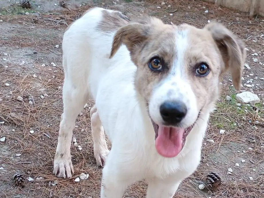 Adotta un cane, femmina, 1 anno e 4 mesi, Ragusa