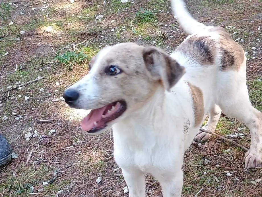 Adotta un cane, taglia media, femmina, Ragusa