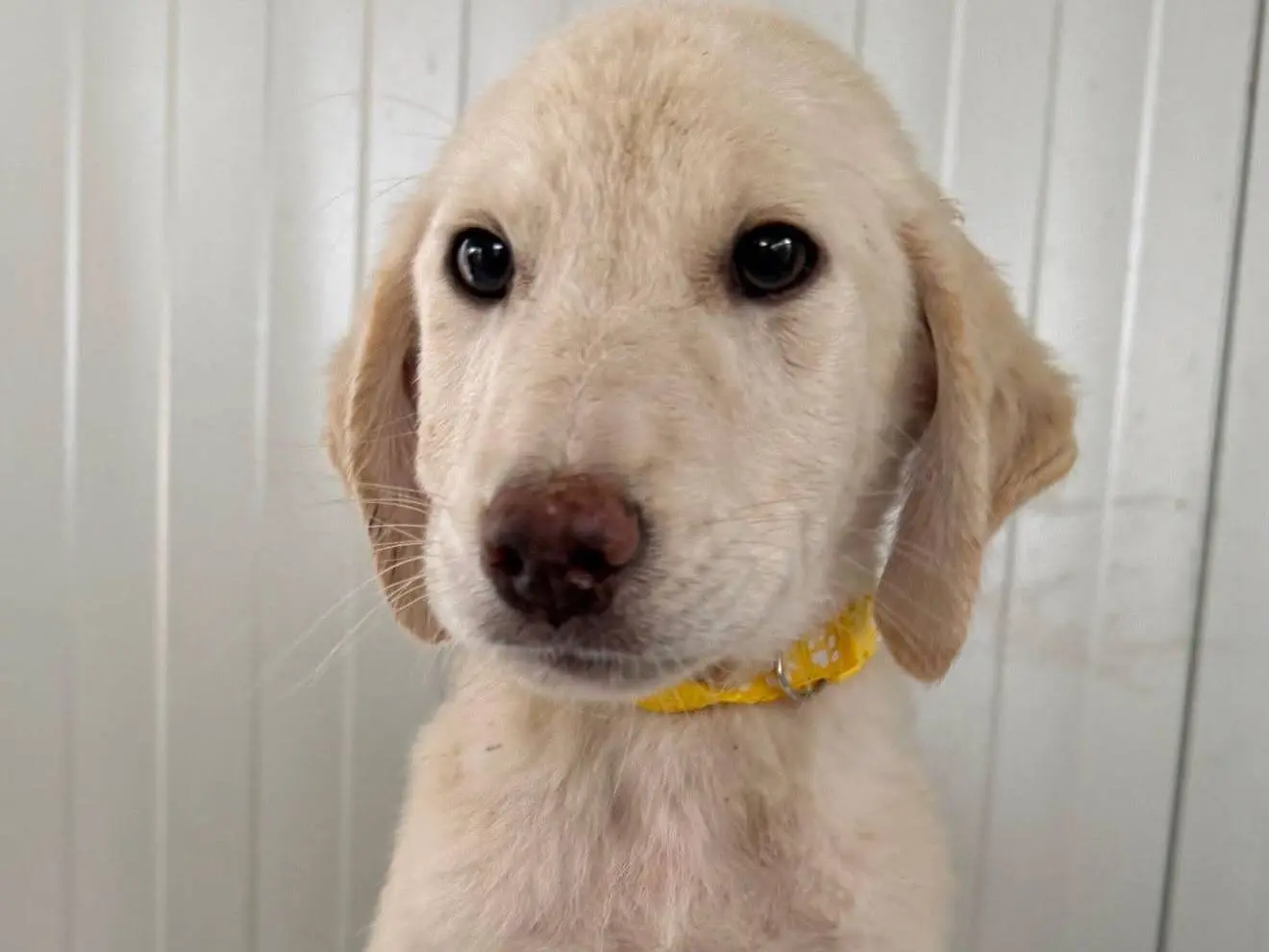 Adotta un cane, taglia media, maschio, Matera