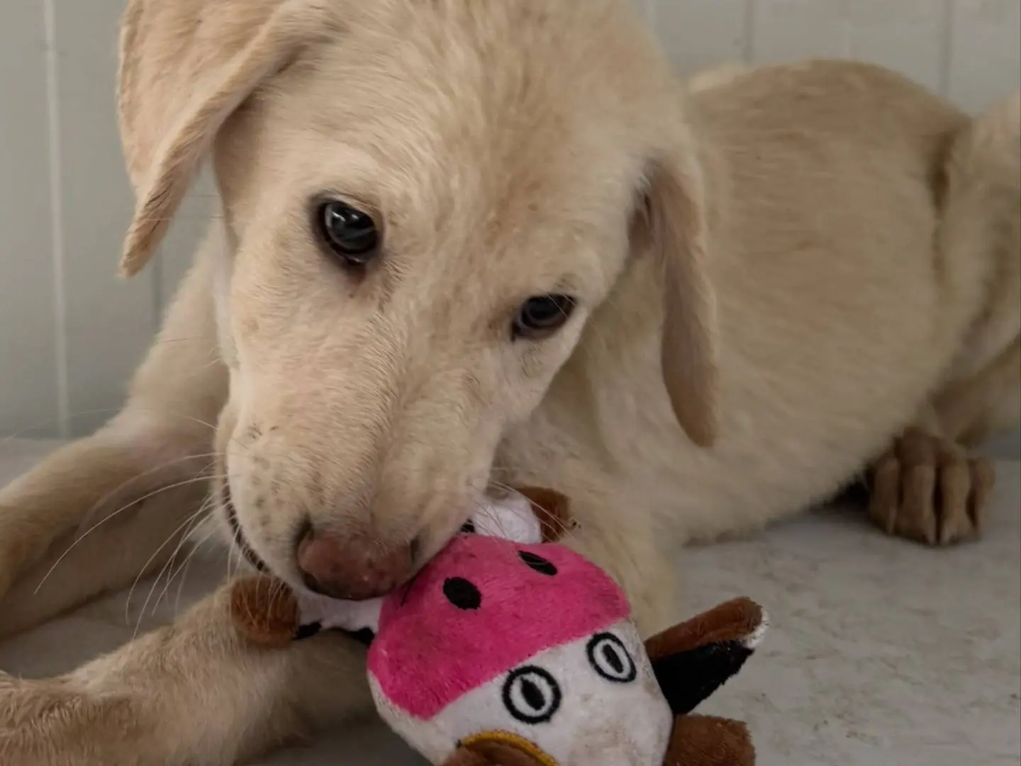 Adotta un cane, maschio, 3 mesi, Matera