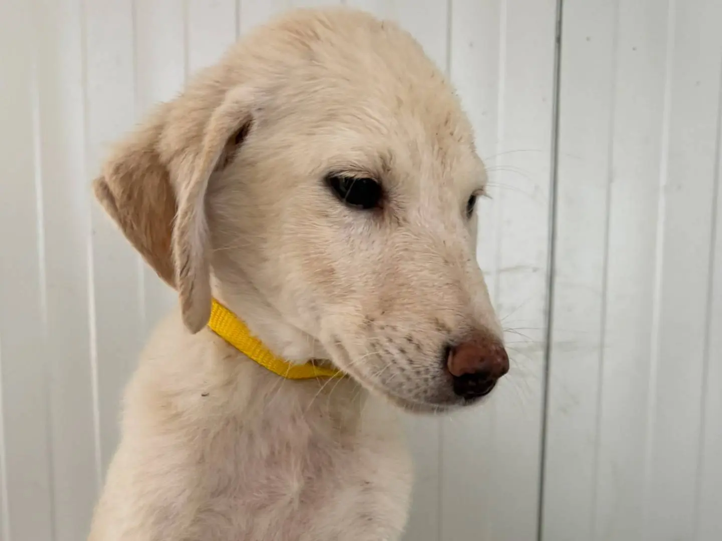 Vuoi adottare un cane a Matera?