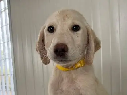 Adozione cane, maschio, Razza sconosciuta Razza sconosciuta, 3 mesi, taglia media, Matera