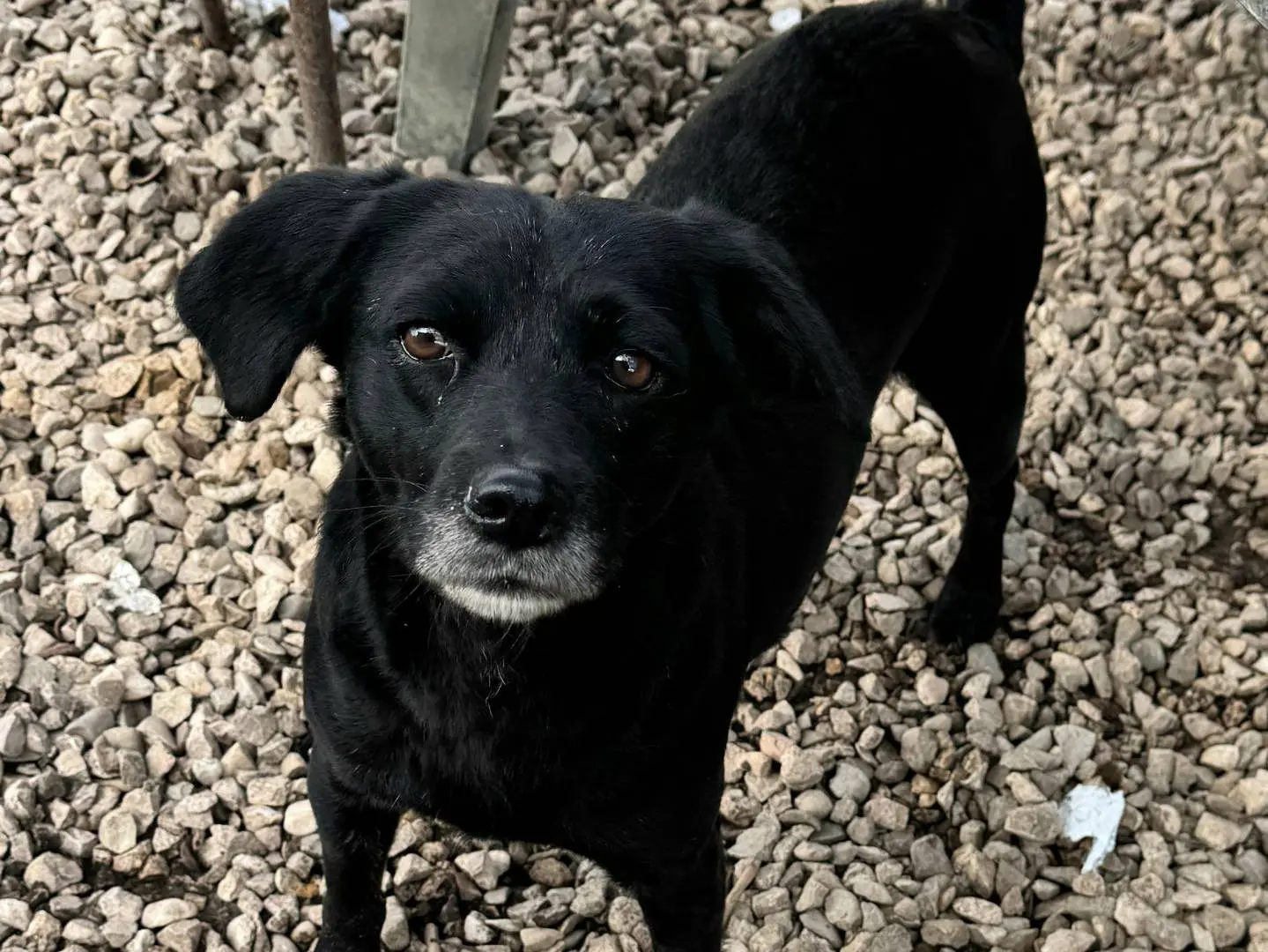 Vuoi adottare un cane a Teramo?