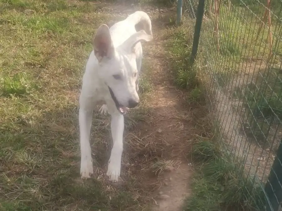 Adotta un cane, maschio, 1 anno e 8 mesi, Milano