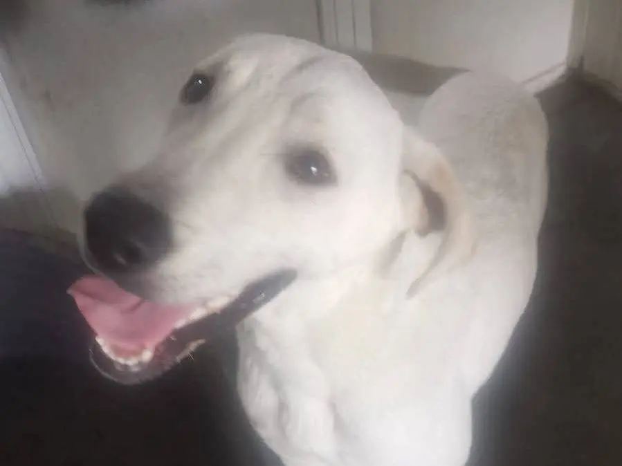 Adozione cane, maschio, Razza sconosciuta Razza sconosciuta, 1 anno e 8 mesi, taglia media, Milano