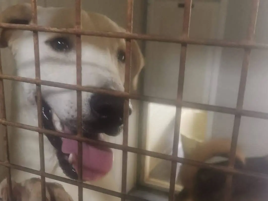 Adotta un cane, taglia media, maschio, Milano