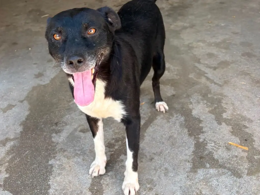 Adotta un cane, maschio, 4 anni e 10 mesi, Frosinone