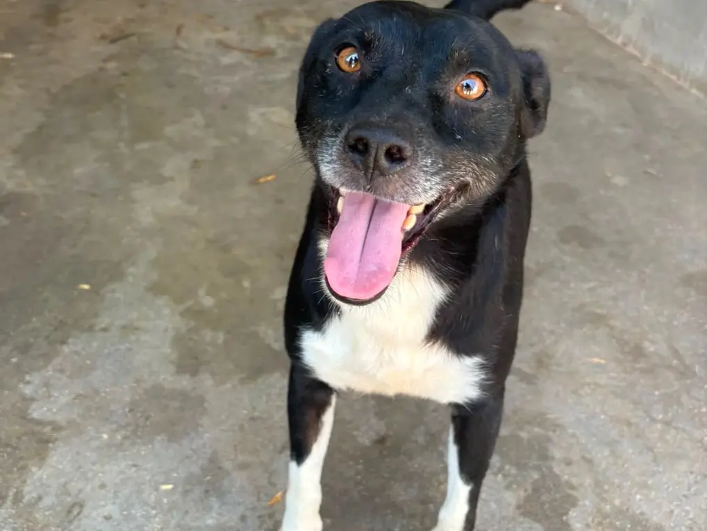 Adozione cane, maschio, Razza sconosciuta Razza sconosciuta, 4 anni e 10 mesi, taglia media contenuta, Frosinone