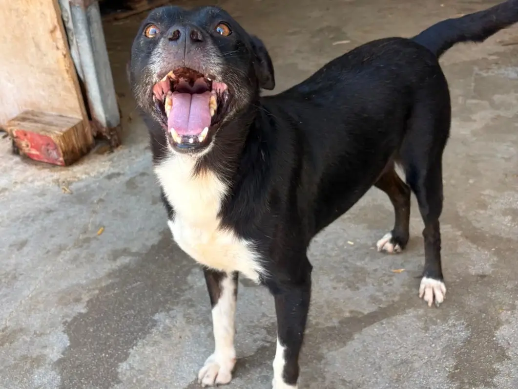 Vuoi adottare un cane a Frosinone?