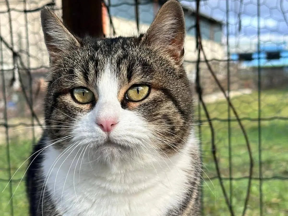 Adozione gatto, femmina, Razza sconosciuta Razza sconosciuta, 2 anni e 8 mesi, taglia non valida, Perugia
