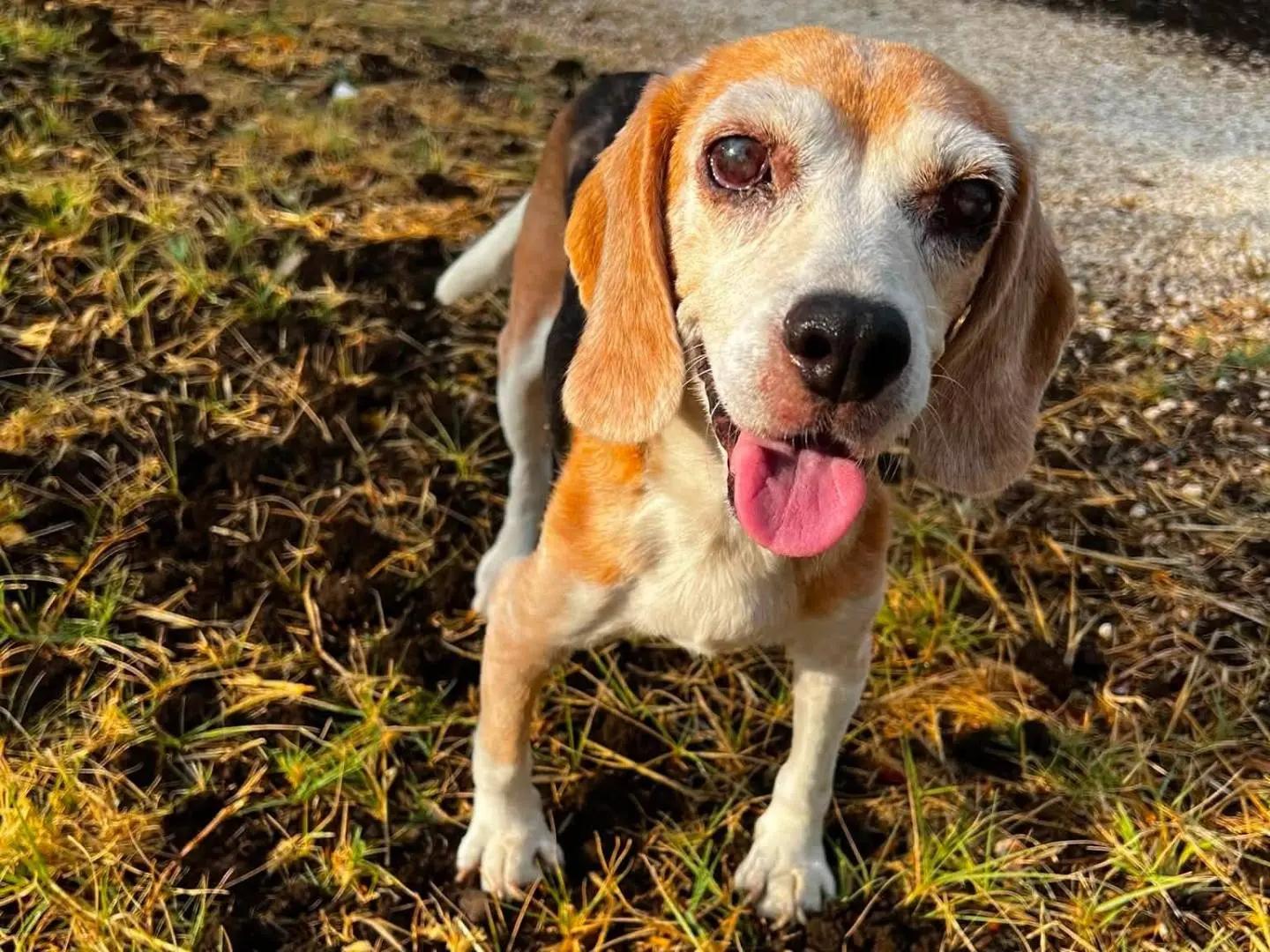 Adotta un cane, femmina, 10 anni e 9 mesi, Siracusa