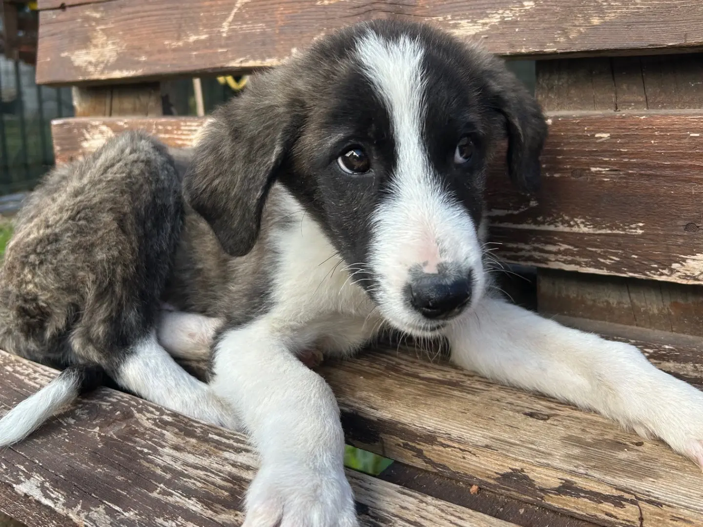Adotta un cane, taglia media, maschio, Foggia