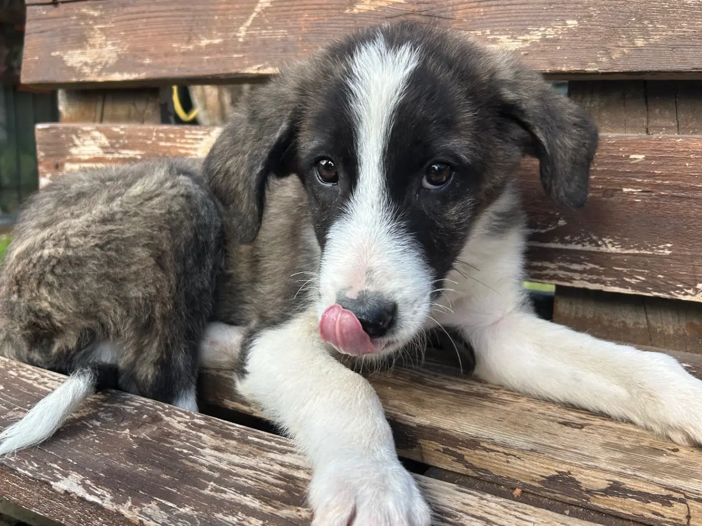 Adotta un cane, maschio, 3 mesi, Foggia