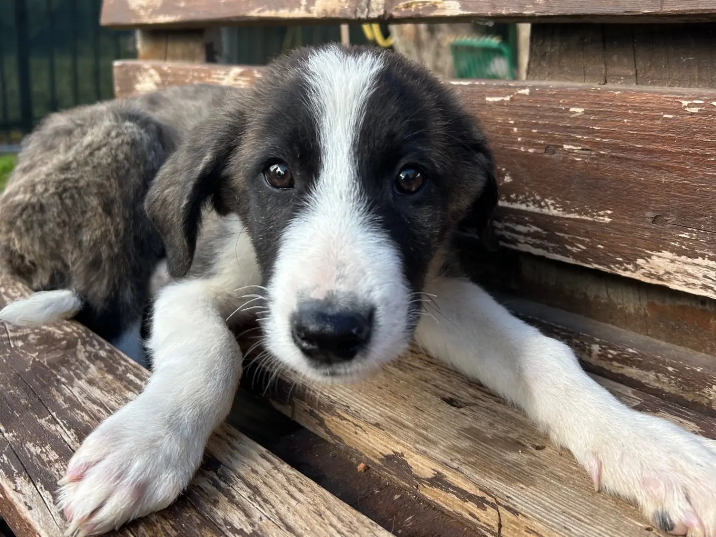 Adozione cane, maschio, Razza sconosciuta Razza sconosciuta, 3 mesi, taglia media, Foggia