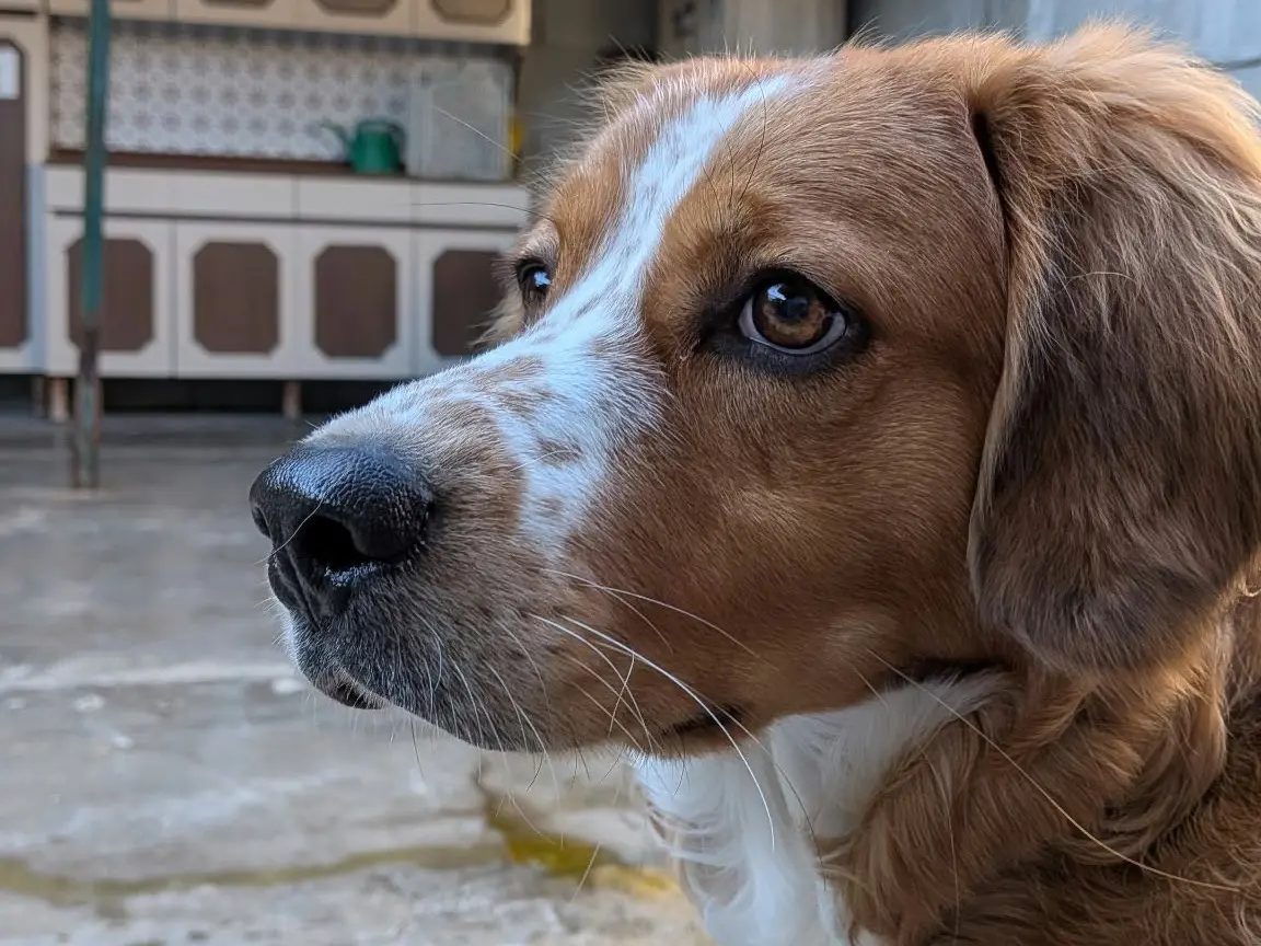 Adozione cane, maschio, Razza sconosciuta Razza sconosciuta, 1 anno, taglia media, Milano
