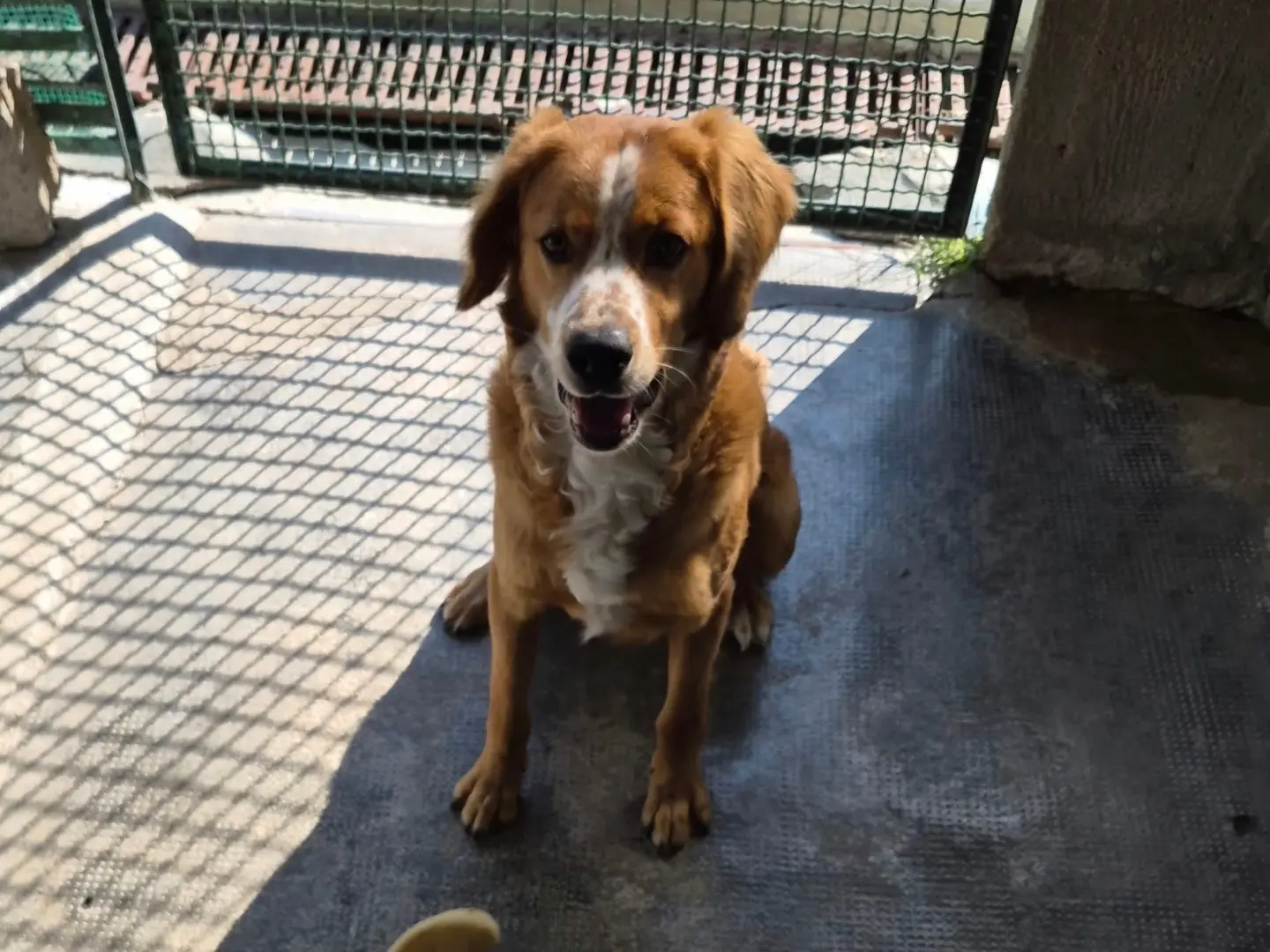 Adotta un cane, maschio, 1 anno, Milano