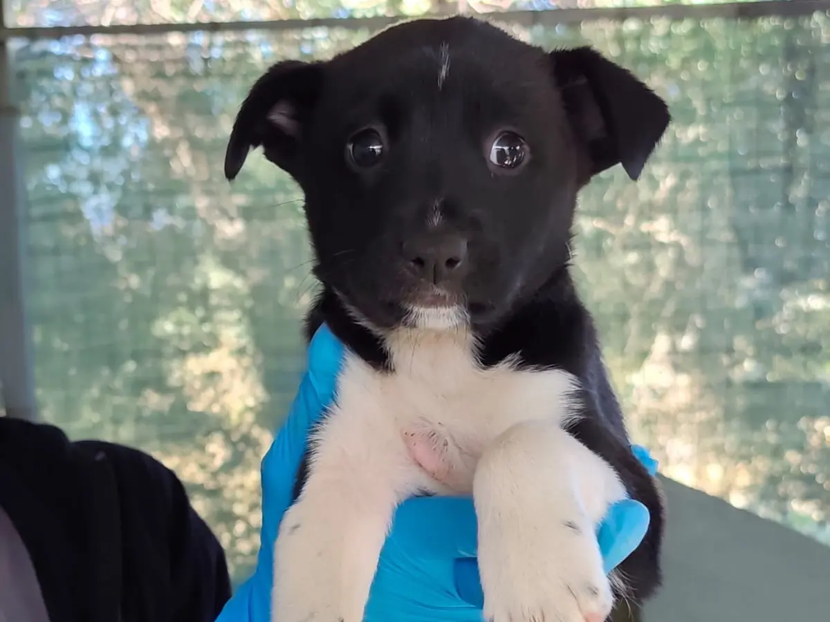 Adozione cane, femmina, Razza sconosciuta Razza sconosciuta, 3 mesi, taglia media, Cosenza