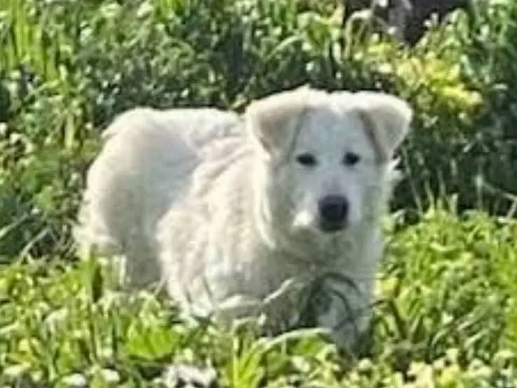 Foto 2 dell'animale