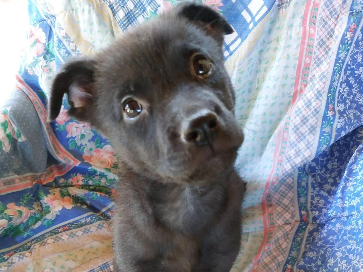 Adozione cane, femmina, Razza sconosciuta Razza sconosciuta, 2 mesi, taglia media contenuta, Bologna