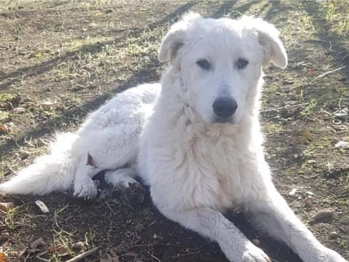 Adozione cane, maschio, Pastore maremmano Razza sconosciuta, 2 anni e 3 mesi, taglia grande, Avellino