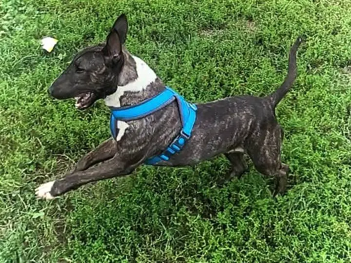 Adotta un cane, taglia media contenuta, femmina, Milano