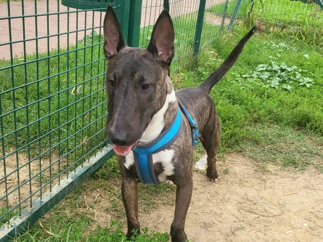 Vuoi adottare un cane a Milano?