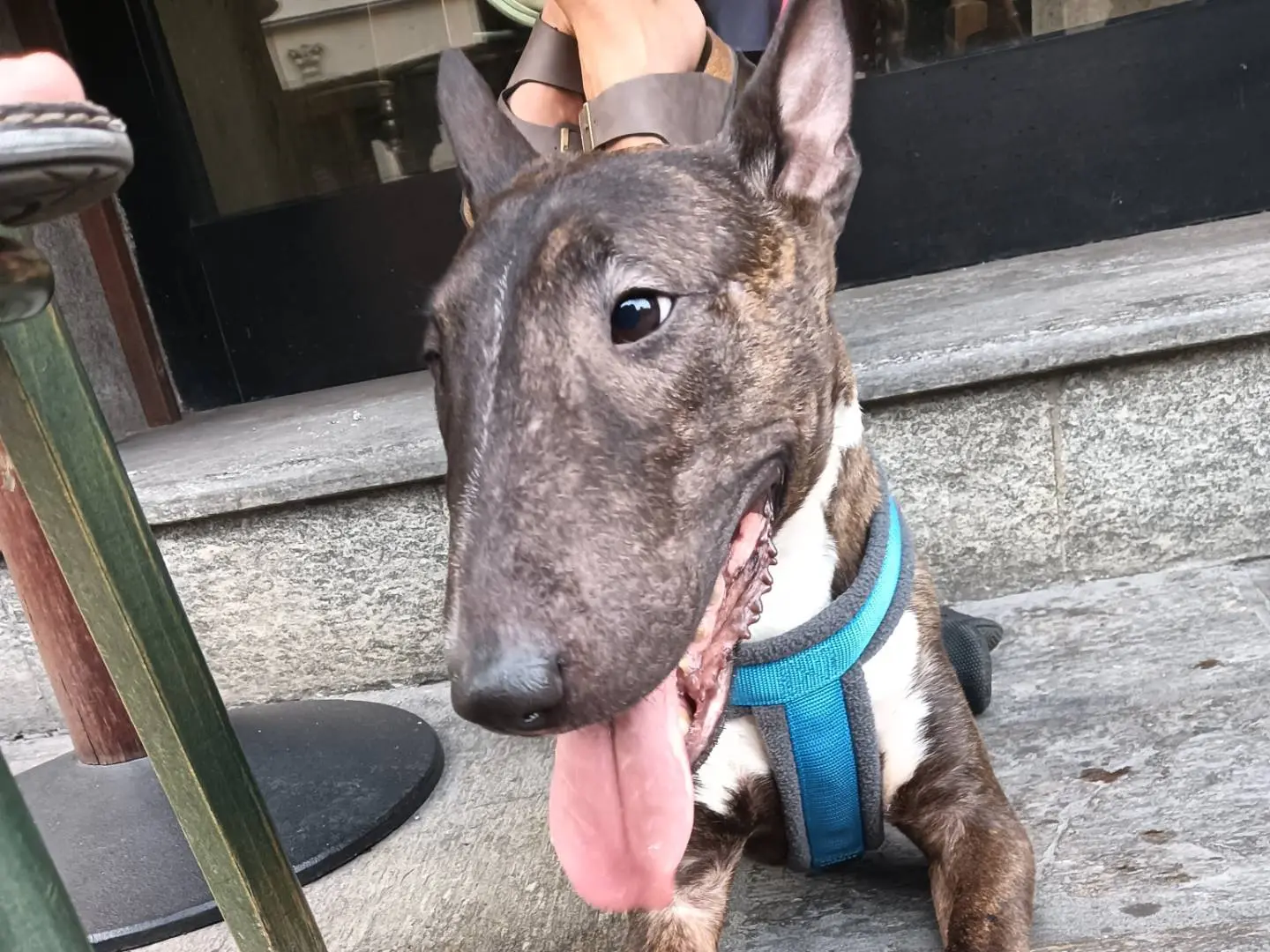 Adozione cane, femmina, Bull Terrier Razza sconosciuta, 5 anni e 5 mesi, taglia media contenuta, Milano