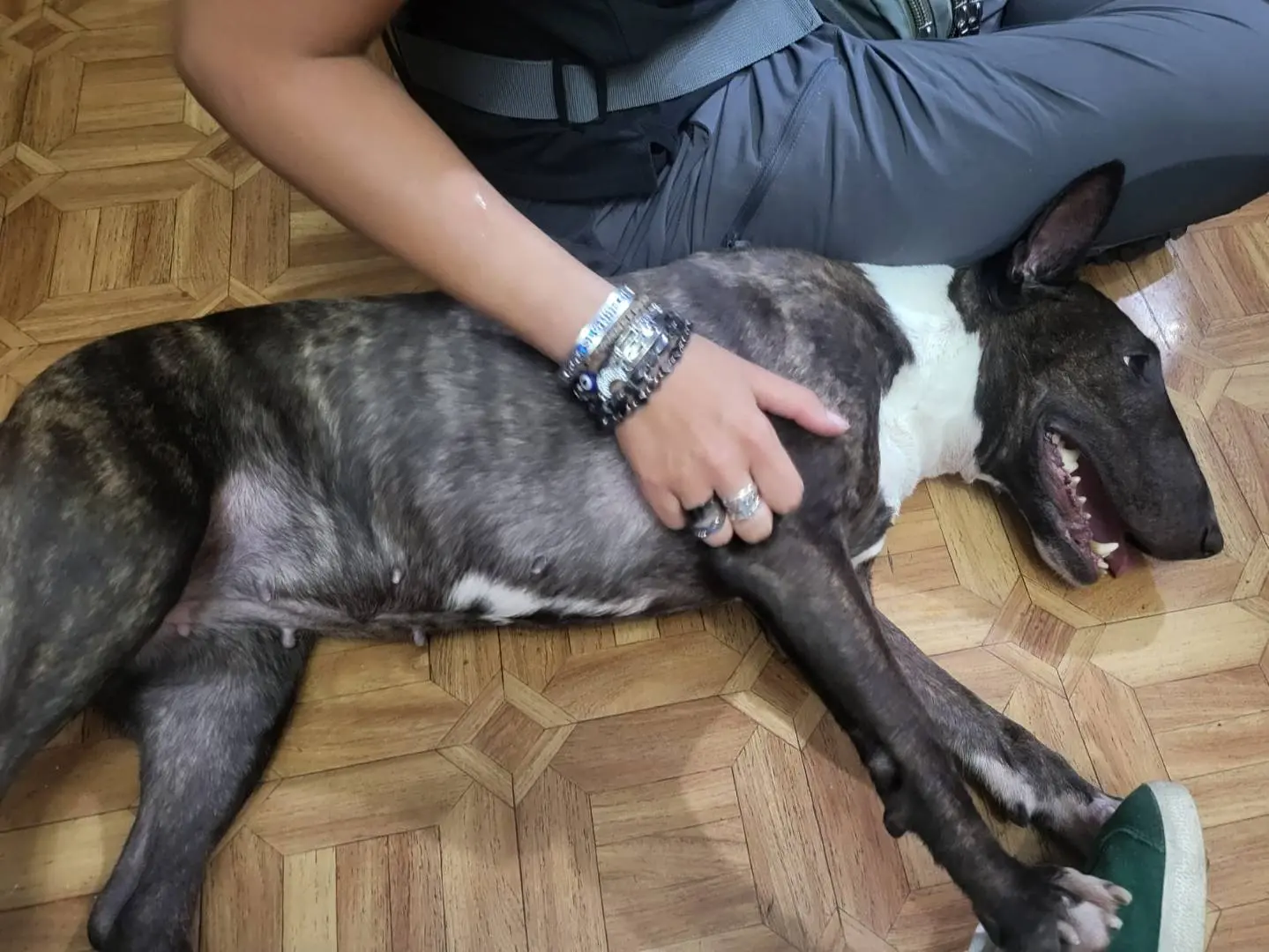 Adotta un cane, femmina, 5 anni e 5 mesi, Milano