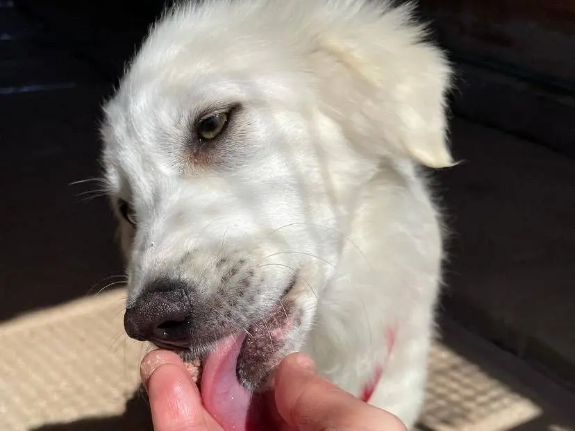 Adotta il cane SHIRI a Latina
