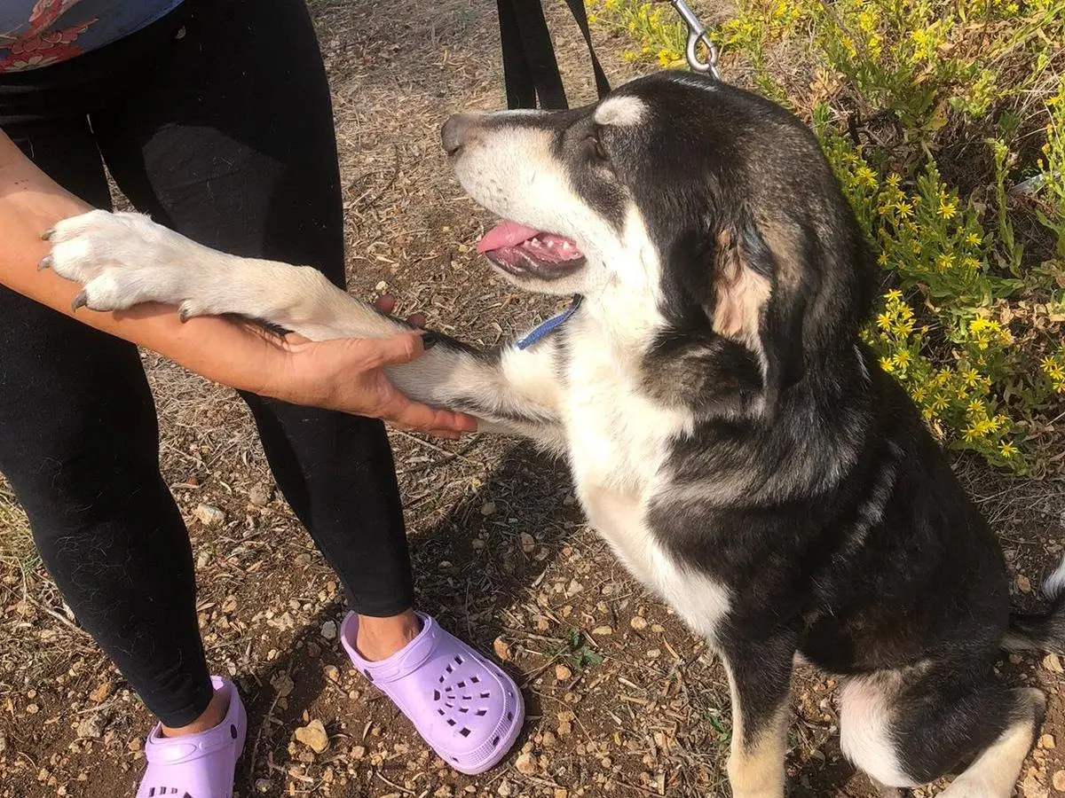 Adotta il cane Nico a Siracusa
