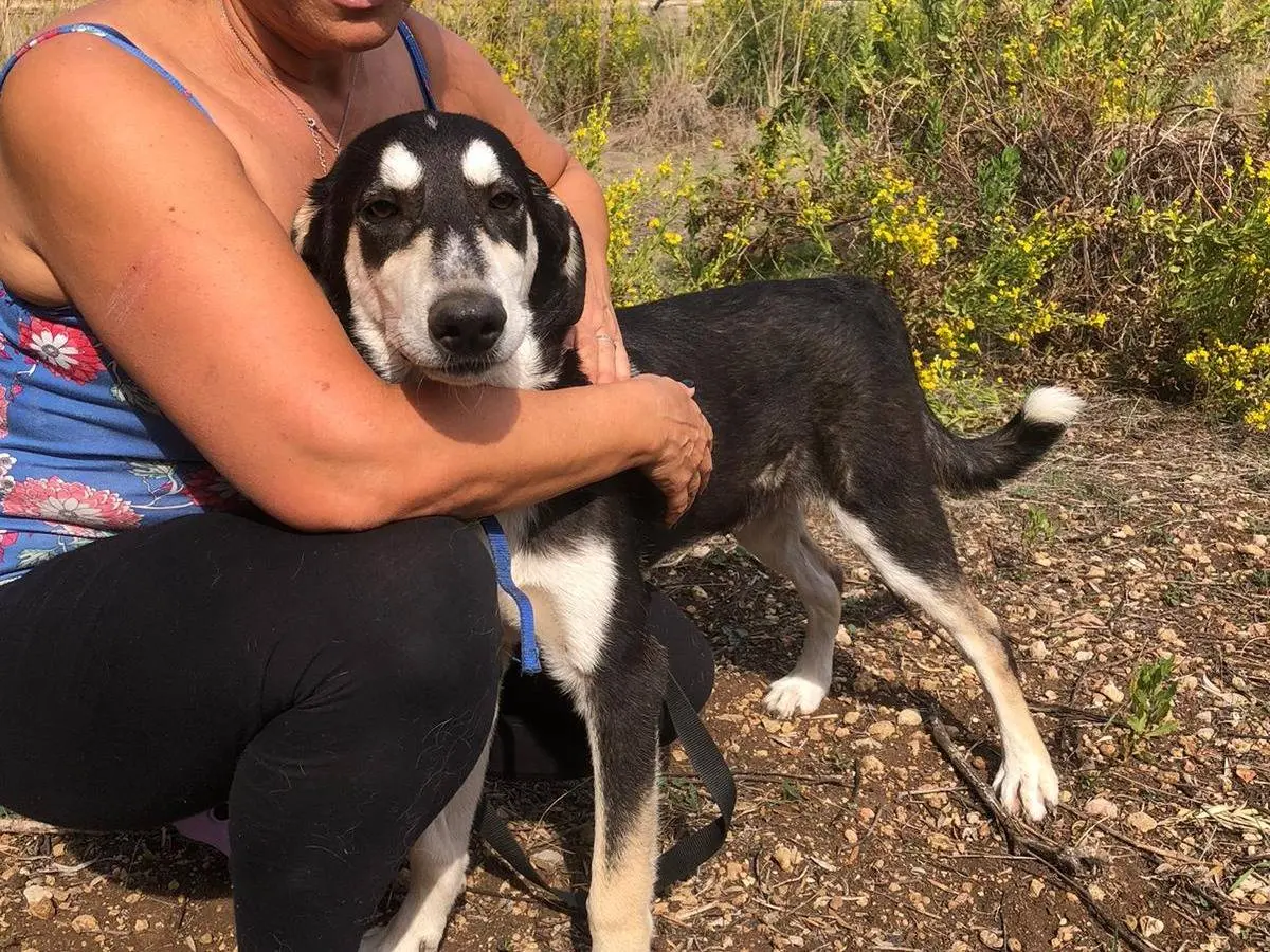 Adotta un cane, maschio, 1 anno e 4 mesi, Siracusa