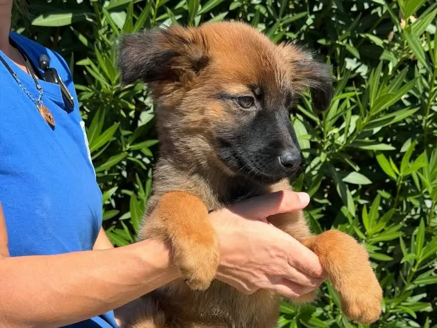 Adotta il cane ZARA a Padova