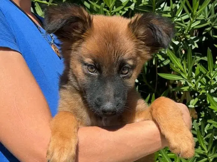 Adozione cane, femmina, Razza sconosciuta Razza sconosciuta, 2 mesi, taglia media, Padova