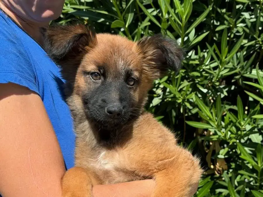 Adotta un cane, taglia media, femmina, Padova