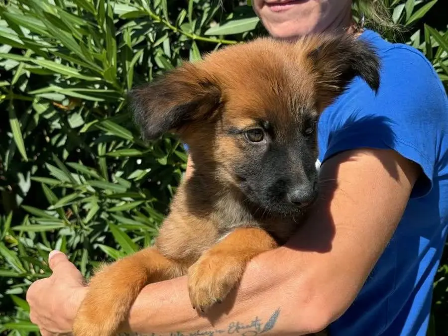 Vuoi adottare un cane a Padova?