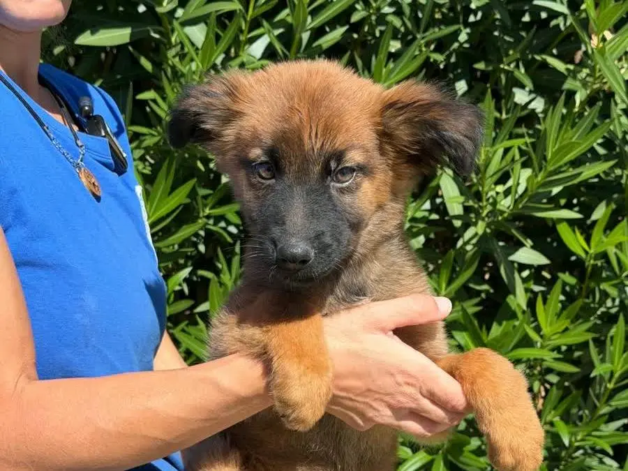 Adotta un cane, femmina, 2 mesi, Padova