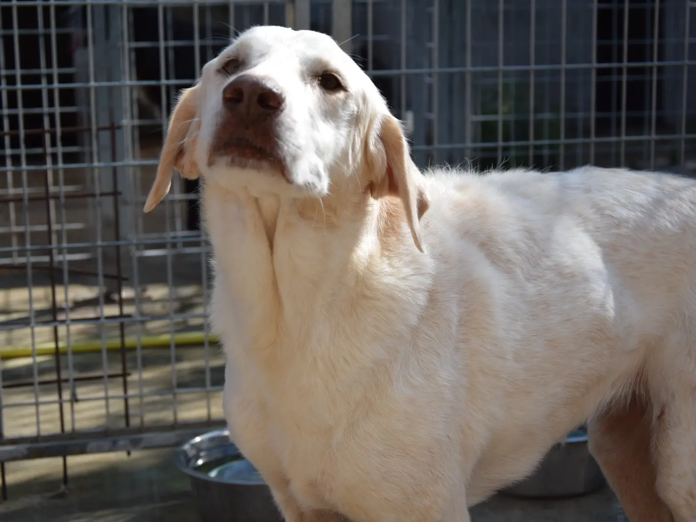 Adotta un cane, femmina, 10 anni e 1 mese, Pescara