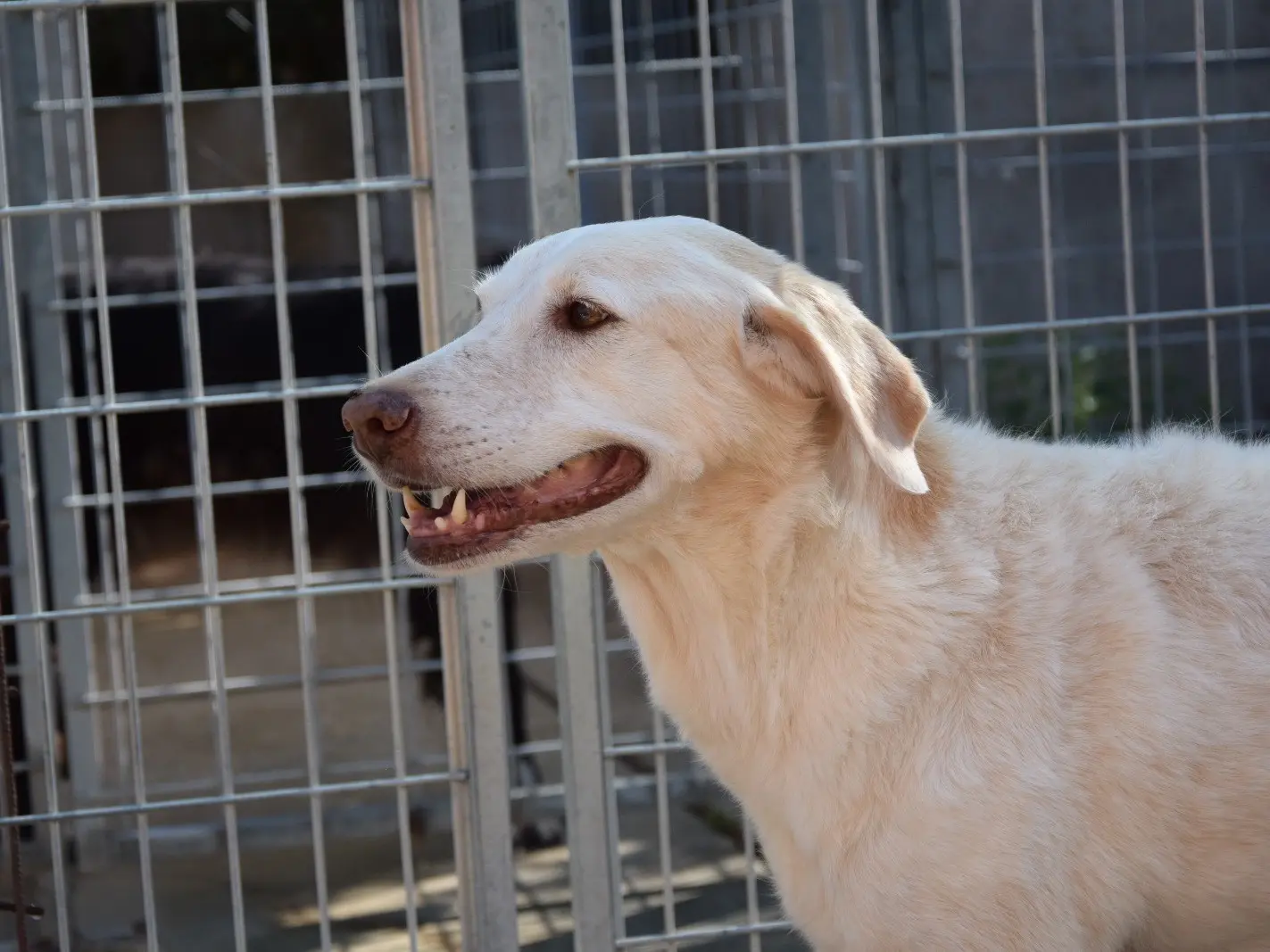 Adozione cane, femmina, Razza sconosciuta Razza sconosciuta, 10 anni e 1 mese, taglia media, Pescara