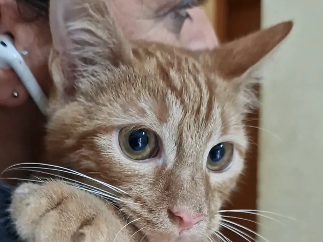 Adotta un gatto, taglia non valida, maschio, Napoli
