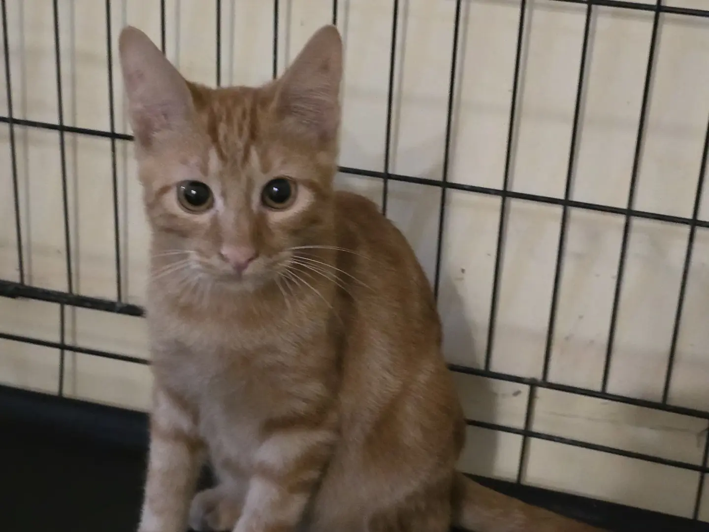 Adotta un gatto, maschio, 2 anni e 3 mesi, Napoli
