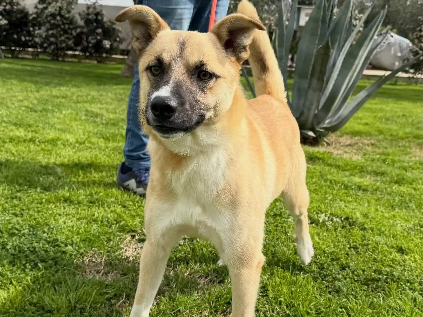Adotta un cane, maschio, 1 anno e 7 mesi, Matera