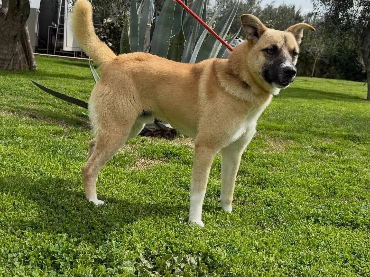 Adotta un cane, taglia media, maschio, Matera