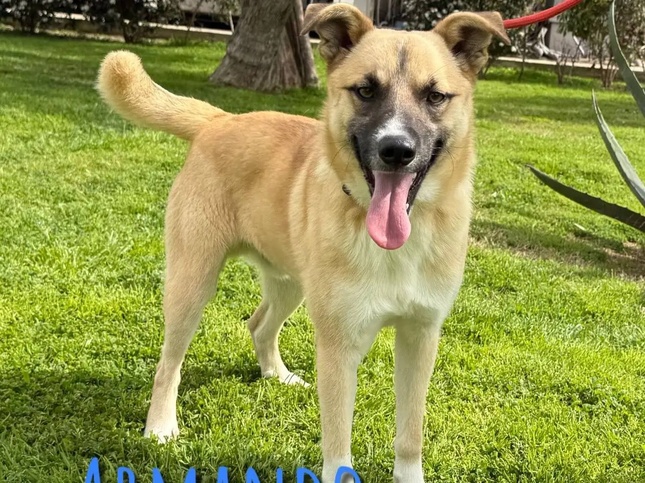 Adozione cane, maschio, Razza sconosciuta Razza sconosciuta, 1 anno e 7 mesi, taglia media, Matera