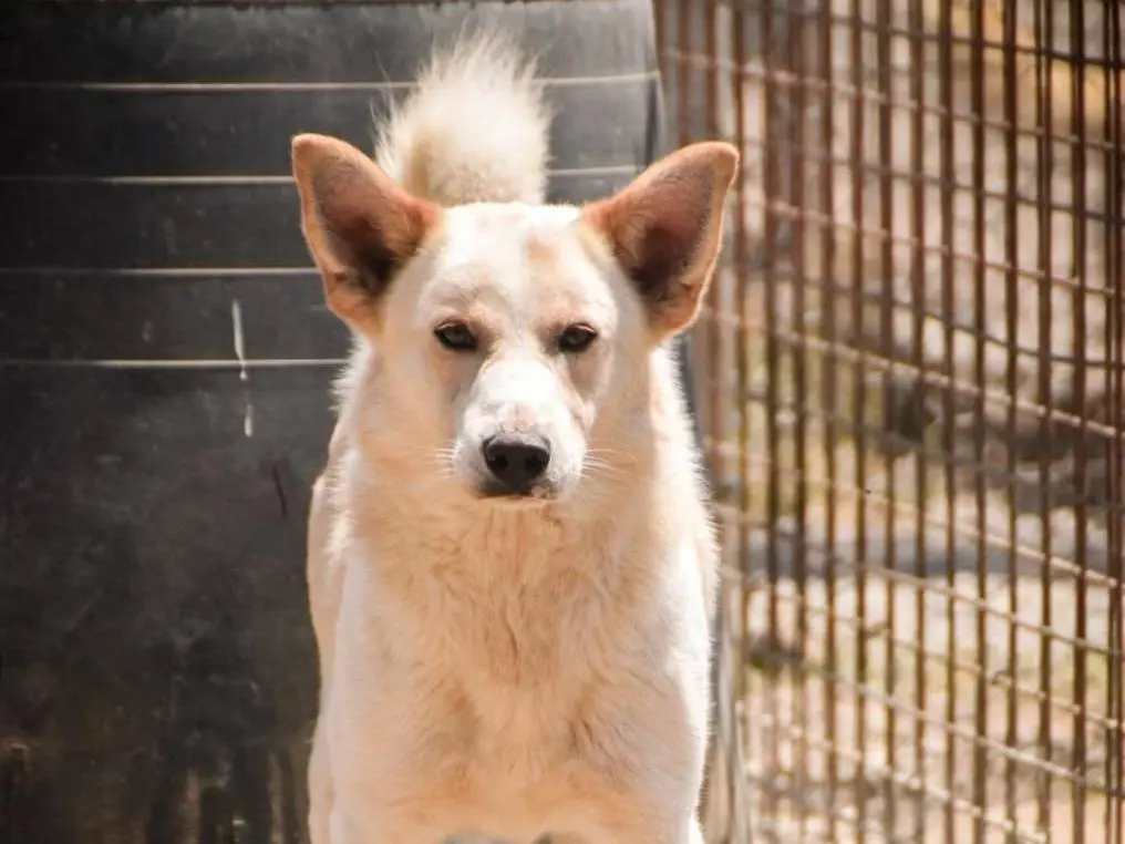Adozione cane, maschio, Razza sconosciuta Razza sconosciuta, 4 anni e 2 mesi, taglia media contenuta, Crotone